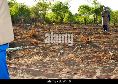 APOPO Mine Action Program personale utilizzando ratti addestrati a fiutare l mine terrestri nella provincia di Gaza, Mozambico. Foto Stock