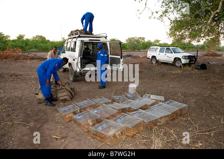 APOPO mine action personale del programma di scarico di sminamento in gabbia ratti utilizzati per captare UXO nella provincia di Gaza in Mozambico. Foto Stock