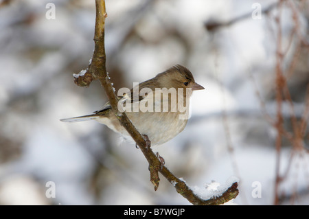 Fringuello femmina sul ramo Foto Stock