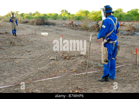 APOPO Mine Action Program personale utilizzando ratti addestrati a fiutare l mine terrestri e altri UXO nella provincia di Gaza in Mozambico. Foto Stock