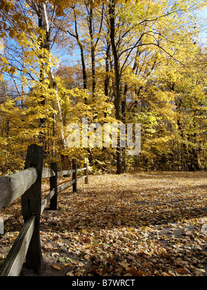 Split in legno recinzione rampa conduce in un sentiero voce in uno splendido oro giallo e foresta Foto Stock