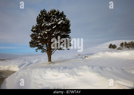 Paesaggio freddo di neve d'inverno con profonde derive e alberi isolati di pini solitari Caledoniani su Invercauld Estate Moorland, Aberdeenshire, Scozia, Regno Unito Foto Stock