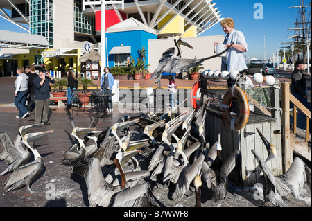 Una donna di alimentazione dei pellicani a St Petersburg Pier, San Pietroburgo, costa del Golfo della Florida, Stati Uniti d'America Foto Stock