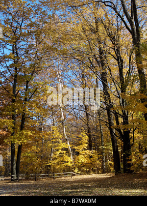 Il sentiero conduce nella foresta brillante in autunno di colore giallo oro e il fogliame. Foto Stock