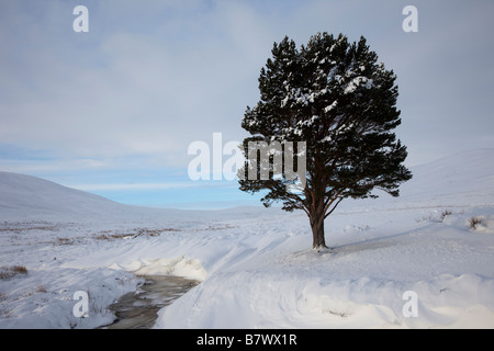 Paesaggio freddo di neve d'inverno con profonde derive e alberi isolati di pini solitari Caledoniani su Invercauld Estate Moorland, Aberdeenshire, Scozia, Regno Unito Foto Stock