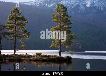 Due alberi di pino, Loch un Eilein, Rothiemurchus, Scozia Foto Stock