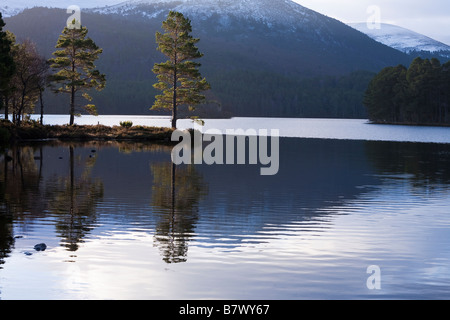 Pini riflessa in Loch un Eilein, Rothiemurchus, Scozia Foto Stock