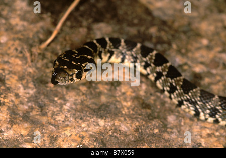 Il ferro di cavallo frusta snake (Coluber hippocrepis) Foto Stock