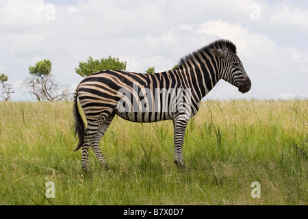 rifiuta di Wes Foto Stock