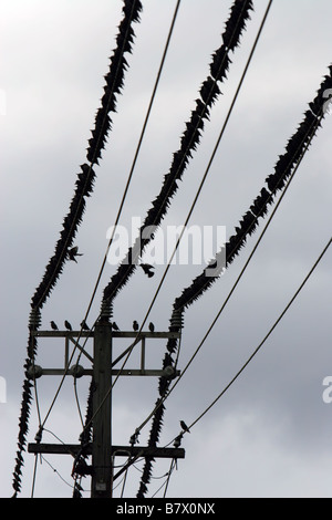 Un gran numero di storni appollaiato su linee telefoniche Foto Stock