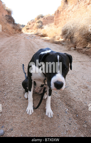 Grande bianco e nero cane con guinzaglio, seduti su una strada sterrata, in attesa con la testa in giù Foto Stock