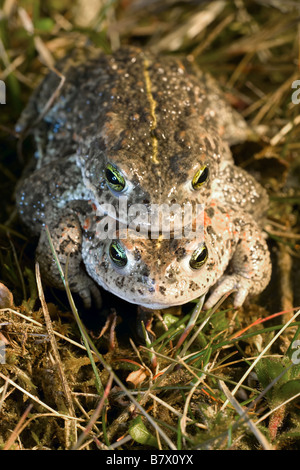 Rospo calamita Foto Stock