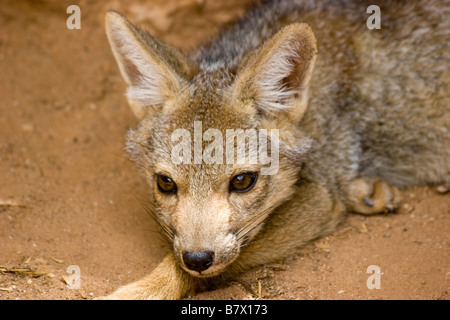 Black backed Jackal Game Park South Africa Foto Stock