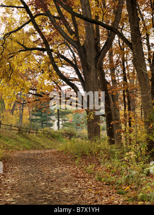 Foglie coperta sul sentiero che conduce attraverso i boschi. Si tratta di una giornata autunnale. Gli alberi sono luminosamente colorata con foglie di giallo. Foto Stock