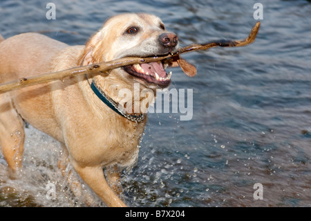 Un labrador retriever cane che corre dall'acqua dopo il recupero di un bastone. Foto Stock