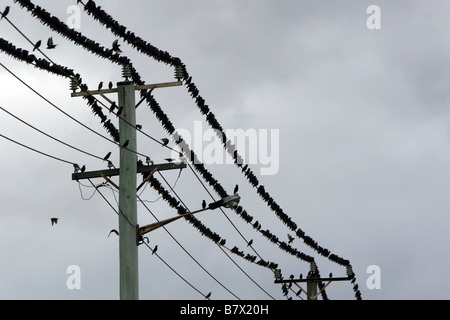 Un gran numero di storni appollaiato su linee telefoniche Foto Stock