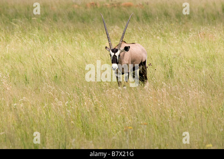 Gioco Gemsbok Park South Africa Foto Stock