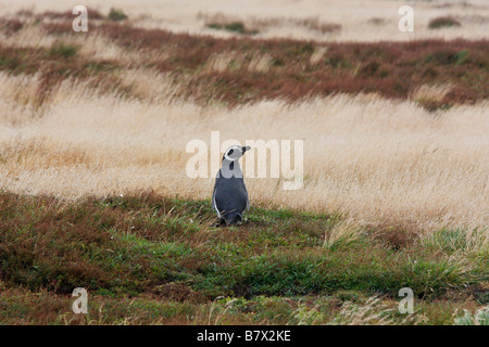 Pinguino magellano in un campo sulle Isole Falkland dell'Isola dei leoni marini Foto Stock