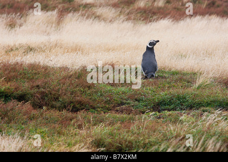 Pinguino magellano in un campo sulle Isole Falkland dell'Isola dei leoni marini Foto Stock