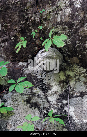 Perfettamente formati calva bianco di fronte calabroni vespe nido Dolichovespula maculata il foro di entrata boulder Foto Stock