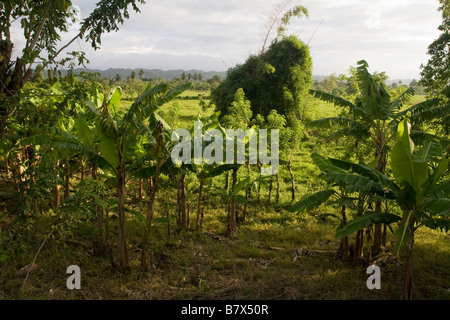 Frutteto di banana Foto Stock