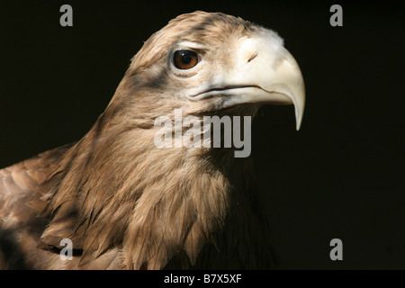 White-tailed Eagle, Haliaeetus albicilla, Eagle, Sea Eagle, Erne, bianco-tailed Sea-eagle, Stork, Accipitridae Foto Stock