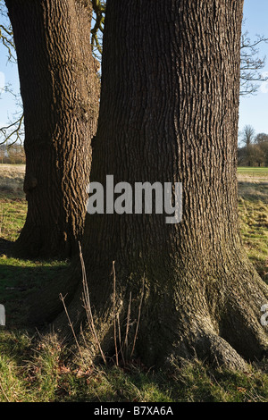 Alberi di quercia in Kedleston Park, Derbyshire, Inghilterra Foto Stock