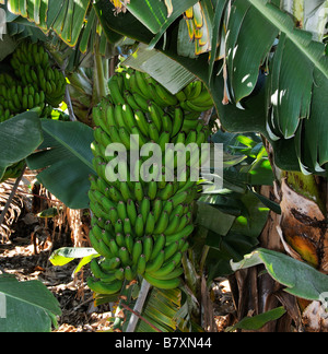 I grappoli di banane verdi su Tenerife Canary Island Plantation Foto Stock