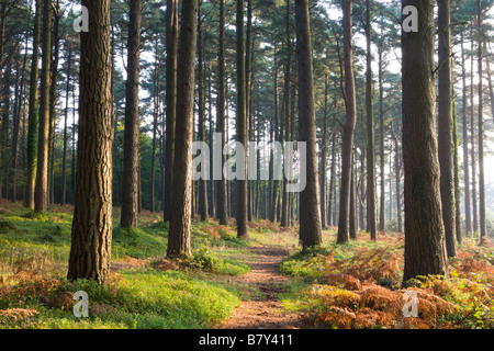 Il sentiero conduce attraverso boschi di pino in autunno del Parco Nazionale di Exmoor Somerset Inghilterra Foto Stock