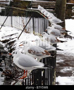 Dodici con testa nera Gabbiani Larus ridibundus appollaiate su una recinzione in ferro in un giorno di neve al Minster Piscina Lichfield Inghilterra England Foto Stock