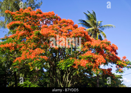 Flame Tree Flamboyant Royal Poinciana nessuno Maurizio Africa Foto Stock