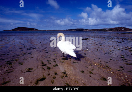 Cigno pagaie in bassa marea a Appletree Bay Tresco Isole Scilly Cornwall Regno Unito Foto Stock