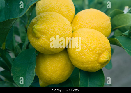 Coppia di limoni " Lisbona" varietà sul ramo. Foto Stock