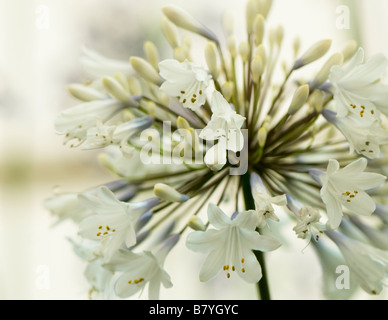 Chiudere lo studio di Agapanthus Enigma Foto Stock