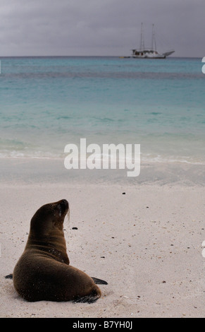 I giovani le Galapagos Sea Lion, Zalophus wollebacki, cucciolo che guarda al mare a Baia Gardner, all'Isola Espanola, Isole Galapagos, Ecuador nel mese di settembre Foto Stock