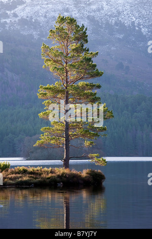 Unico albero di pino, Loch un Eilein, Rothiemurchus, Scozia Foto Stock