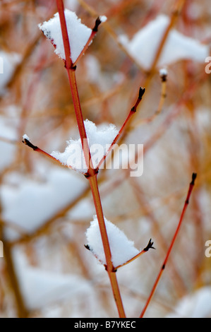 Coperta di neve Cornus sanguinea Midwinter Fire Foto Stock