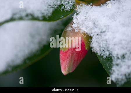 La camellia emergenti bud ricoperta di neve Foto Stock