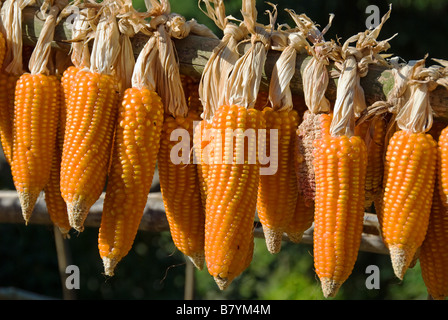 Il Granturco di essiccazione al sole Foto Stock