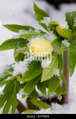 Coperta di neve Helleborus Frassino ibridi giardino albicocca Foto Stock