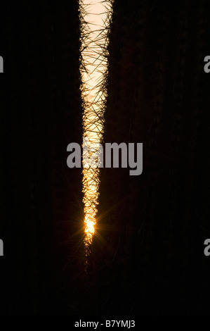 Cactus Saguaro (Carnegiea gigantea) Alamo Canyon, organo a canne monumento nazionale, Arizona, tramonto dettaglio delle spine Foto Stock