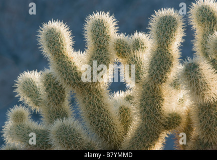 Teddy bear Cholla Cactus (Cylindropuntia bigelovii) Tinajas altas montagna, Barry Goldwater Air Force Range, Arizona Foto Stock
