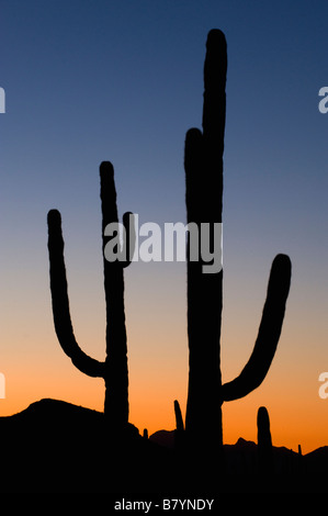 Cactus Saguaro Carnegiea gigantea tramonto organo a canne Monumento Nazionale Arizona Foto Stock