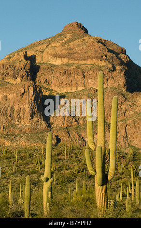 Cactus Saguaro (Carnegiea gigantea) organo a canne monumento nazionale, Arizona meridionale Foto Stock