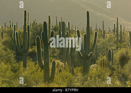 Cactus Saguaro (Carnegiea gigantea) all'alba, organo a canne monumento nazionale, Arizona Foto Stock