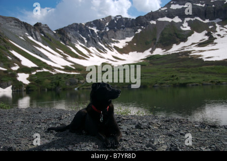 Un nero labrador cane si trova sulle sponde di un alto lago alpino nei pressi di Telluride colorado Foto Stock