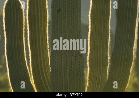 Cactus Saguaro (Carnegiea gigantea) Alamo Canyon, organo a canne monumento nazionale, Arizona Foto Stock