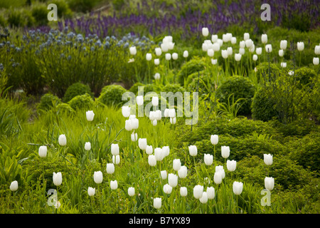 ILLINOIS Chicago molla nativi fiori selvaggi e tulipani fiore in giardino Lurie nel Millennium Park Foto Stock