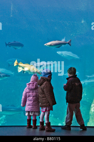 I bambini a guardare le enormi di acqua fredda acquario marino a Atlanterhavsparken in Aalesund, Norvegia, Alesund Foto Stock