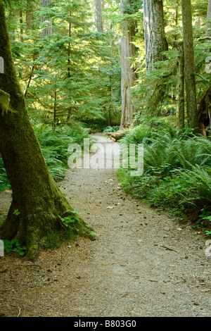 BRITISH COLUMBIA - sentiero attraverso la vecchia foresta di Macmillan Parco provinciale sull'Isola di Vancouver. Foto Stock